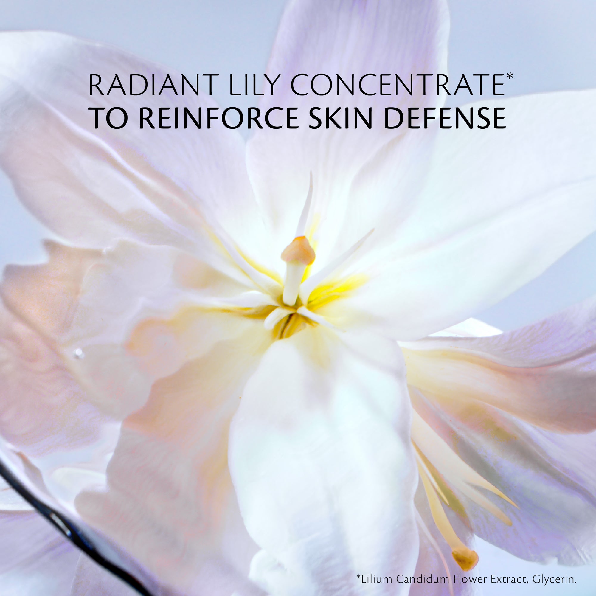 s/files/1/0911/6739/2086/files/10121526101_6.jpg?v=1772624041